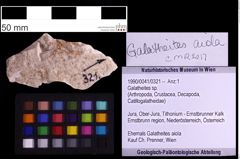 Foto (Objekt + Etiketten) von Galatheites sp. (NHMW-GEO-1990-0041-0321)